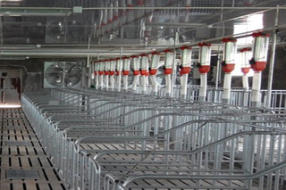 Steel Structure Design and Planning For Modern Pig Farming