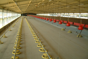 Automatic Prefabricatd Poultry Farming House For Broilers