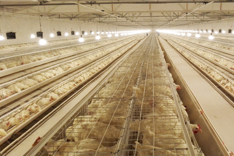 Breeder Chicken House With Poultry Equipment Buy chicken house