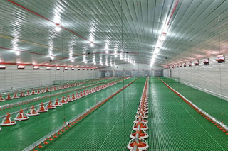 Agriculture Steel Buildings For Broiler Chicken Shed With Poultry Equipment