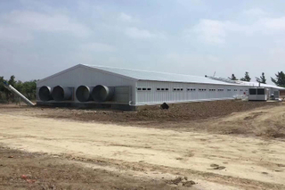 Poultry Agriculture Steel Building For Chicken Farm