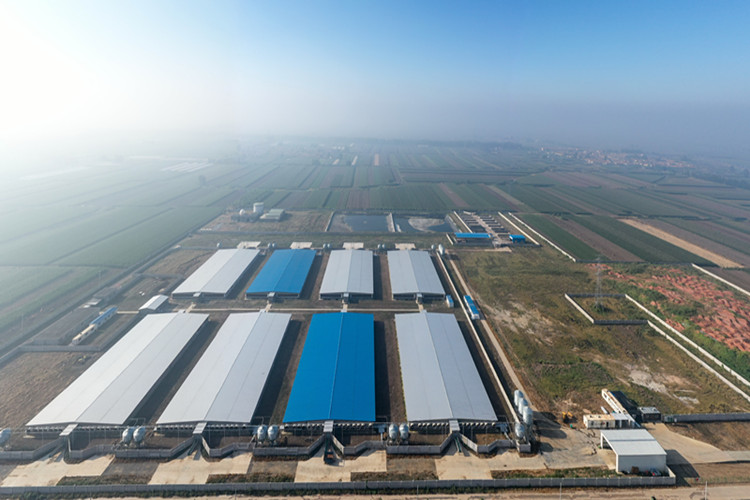 Prefabricated Galvanized Agriculture Steel Buildings For Pig Farm